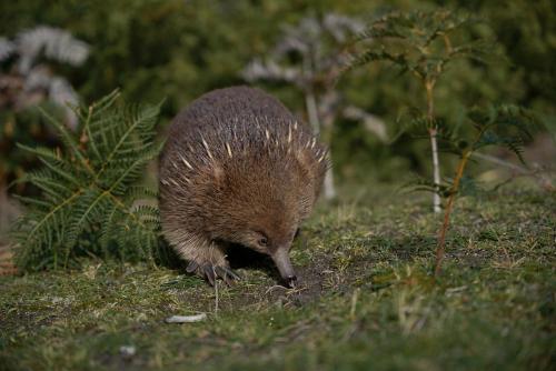 a hedgehog walking on the grass in the grass at Mandala Bruny Island in Alonnah