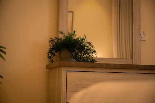 a plant sitting on a counter in front of a mirror at جناح بانورامي in Jeddah