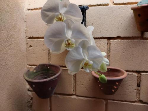 two white flowers in pots on a brick wall at Villaggio Miravela in Caraguatatuba