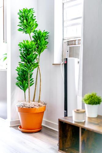 two palm trees in an orange pot in a room at Short North Convention Private Parking Pets in Columbus