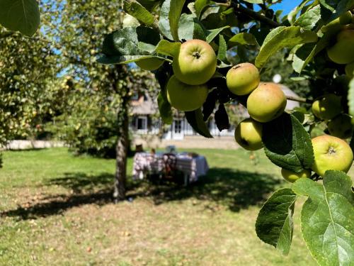 a bunch of apples hanging from a tree at Clos de Leger in Pleine-sève