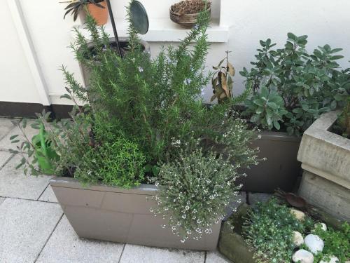 Zahrada ubytování Mangolds Boutique Hotel & Fruehstuecksmeisterei
