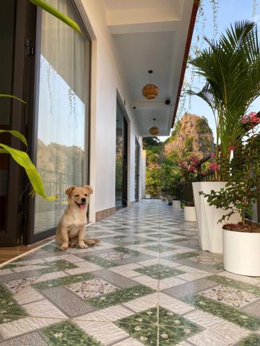 a dog sitting on the floor of a building at TamCoc My Tho Homestay in Vũ Lâm