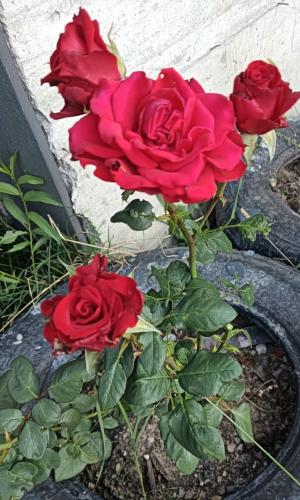 a group of red roses in a pot at Casuta D&M in Cisnădie