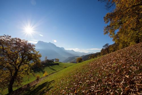 a field of leaves on a hill with the sun in the sky at Hotel Bischofhof in Chiusa
