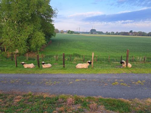a group of sheep laying in the grass by a fence at Bie Oans Oefje in Lewedorp