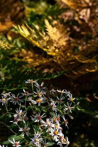 a bunch of white flowers on a plant at Mini-chalet #1 Chute-à-Bull St-Côme in Saint Come