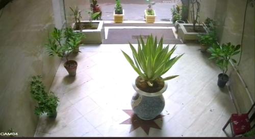 キング・マリオットにあるHOTEL CAMBCHIZAR ALEXANDRIaの鉢植えのタイルフロア