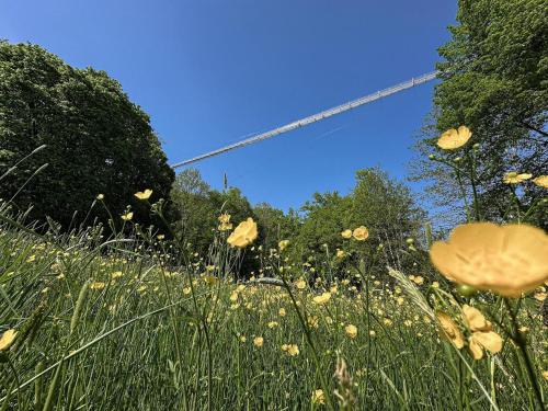 a field of tall grass with yellow flowers and trees at Holiday Home in Germany with Scenic Nature in Berneburg