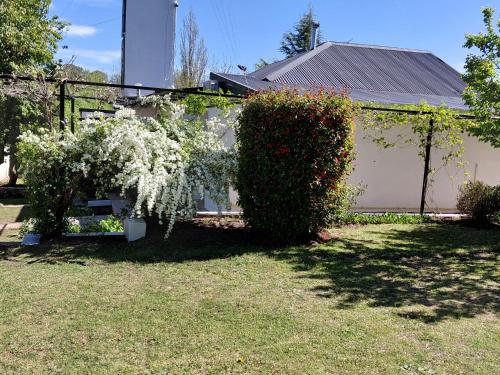 einen Busch mit weißen Blumen im Hof in der Unterkunft Cabañas Río in Huerta Grande