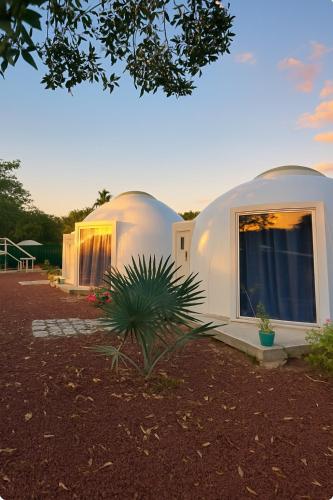 a couple of domes in a yard with a plant at Iglú Sparrow vista al cielo in Barra de Navidad
