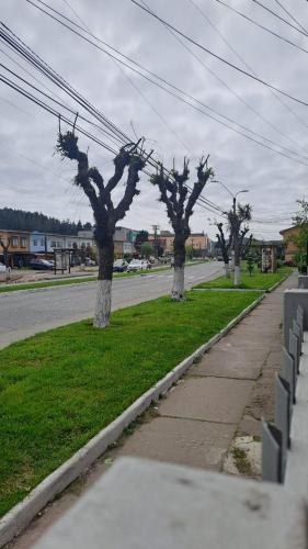 a group of three trees on the side of a street at Hospedaje - Apart Hotel Las Higueras Talcahuano in Talcahuano