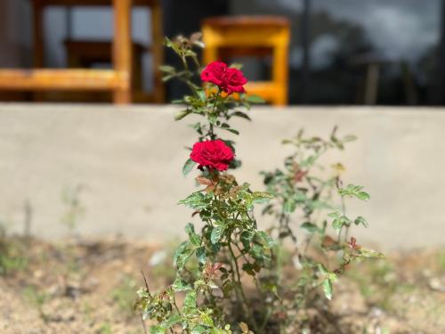 a plant with red flowers in front of a wall at SODANY RESORT Kohrong in Koh Rong