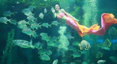 a woman in a mermaid costume swimming in an aquarium at Alice's home Times city in Hanoi