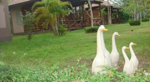 three white swans standing in the grass near a house at Indie House @ Maerim in Chiang Mai