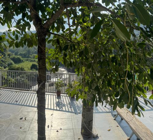 two trees standing next to each other on a patio at Saraiville- A Boutique Riverside Resort in Dehradun