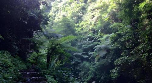 a forest filled with lush green plants and trees at Herman Lantang Camp in Bogor