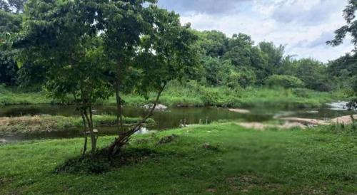 a tree in the grass next to a river at At Home Suanphung in Ratchaburi