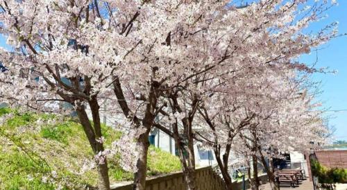 a row of trees with pink flowers on them at Hotel One Byeonsan in Buan
