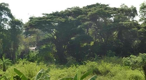 a large tree in the middle of a field at Hotel Tuaran in Kota Kinabalu