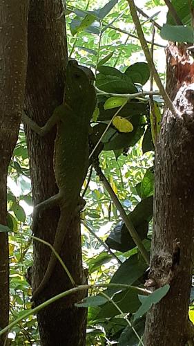 a frog is sitting on the branch of a tree at Abimansala Resort in Hunnasgiriya