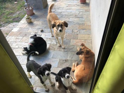 a group of dogs and cats standing on a patio at Studio Petra in Saint Francois