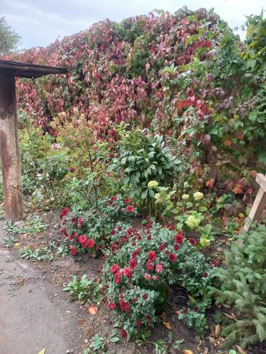a garden with flowers on the side of a hill at Asman Guest House 