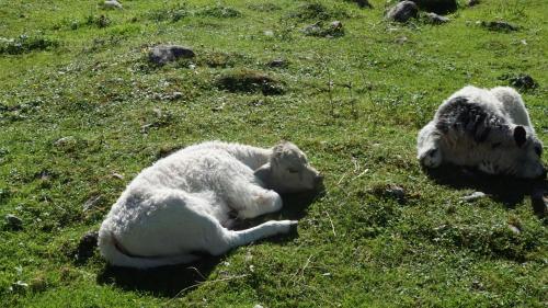 two sheep laying in the grass in a field at De Jutter Edelweiss in Gosau
