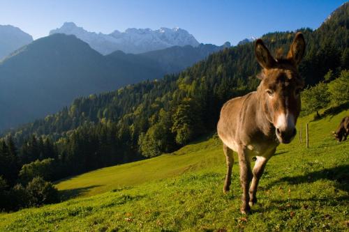 a donkey standing on a hill in a field at Turistična kmetija Perk in Solčava