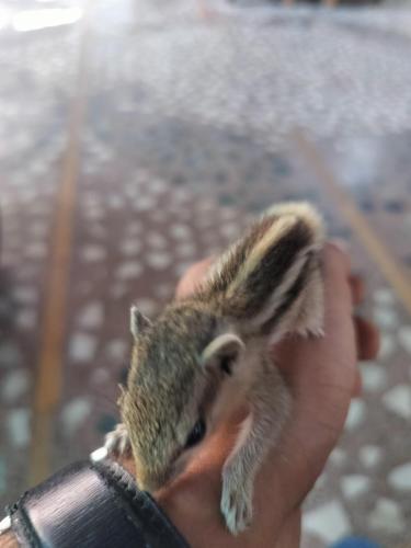 a person holding a small animal in their hand at Moondance Hostel & Garden Restaurant in Pushkar
