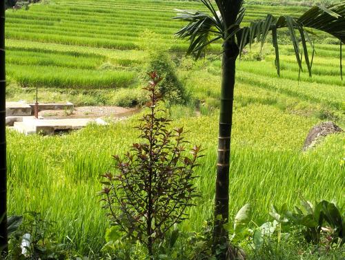 Κήπος έξω από το Homestay Hoanh Thắng