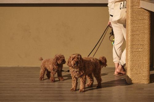 two brown dogs on a leash next to a person at Hotel Erwin Venice Beach in Los Angeles