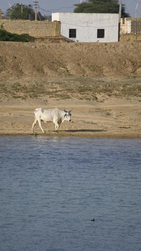 a cow walking on the shore of a body of water at Hotel Shahiraj Jaisalmer in Jaisalmer
