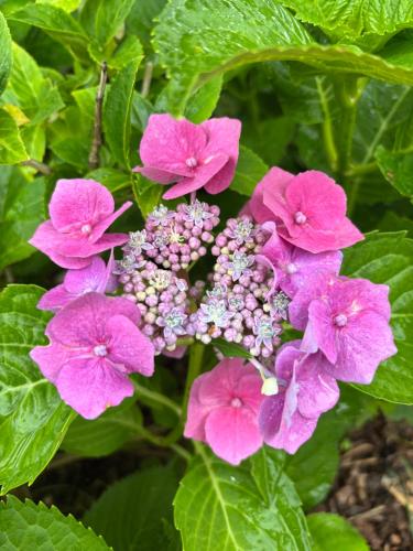 a bunch of pink flowers with green leaves at Dům Na Vršku in Běhařov