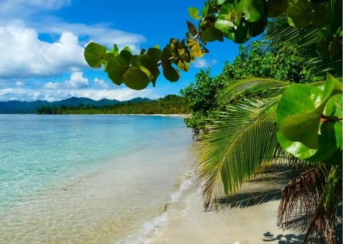 a beach with a palm tree and the ocean at Avalon Initiative in Volio