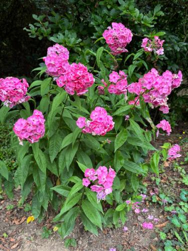 a bush of pink flowers in a garden at Dům Na Vršku in Běhařov