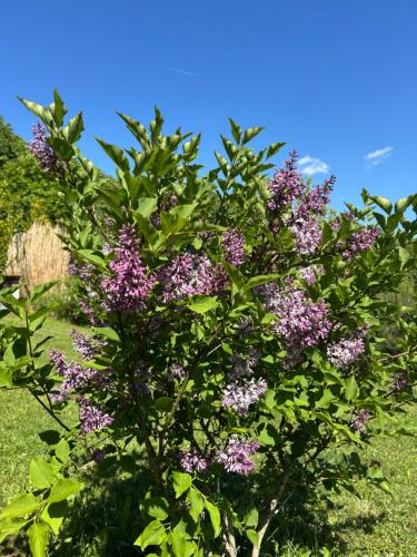 a tree with purple flowers in a garden at Dům Na Vršku in Běhařov