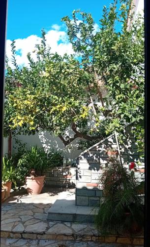 a tree in front of a building with plants at Spiti Ouranoupoli in Ouranoupoli