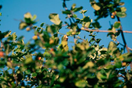 a tree with green leaves and a blue sky at Punta Teonoste Beach Resort in Popoyo