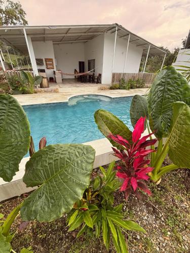 Una piscina en un patio con plantas en Casa Jaguar Viotá, en Viotá