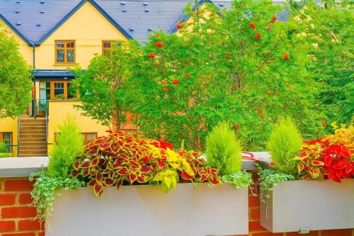 two large pots of flowers in front of a house at Slavia in Castleknock