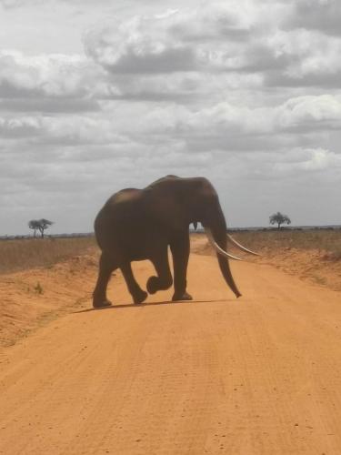 an elephant crossing a dirt road in the desert at Tausa Tsavo Eco Lodge in Voi