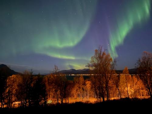 an aurora in the sky over a field with trees at Casa Sápmi in Tromsø