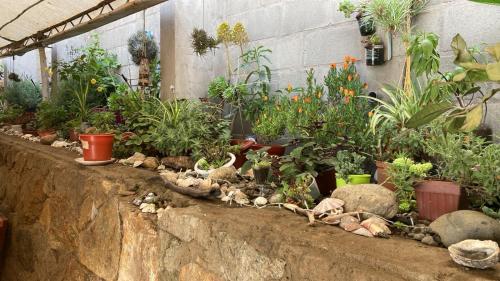 a bunch of potted plants on a stone wall at casa vista pacifico in Concón