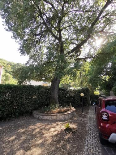a large tree in a stone circle next to a car at Vacanza nel boschetto in Narni