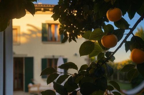 an orange tree with leaves in front of a house at Villa La Gioconda in Arezzo