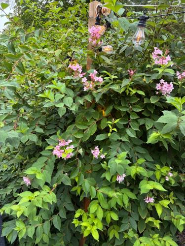 a bush with pink flowers and a light at 't Tjilpplekje, 4-persoons chalet met privé hottub in Voorthuizen