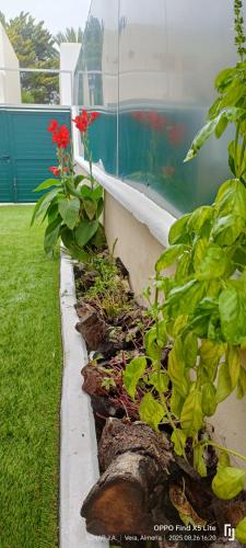 a row of plants with red flowers in a garden at Suite solarium Km21 in Vera