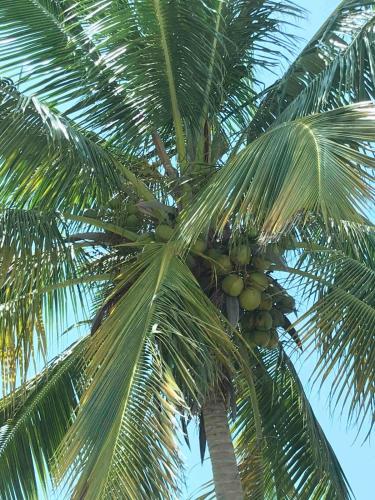 a palm tree with a bunch of green coconuts on it at Villa Flamboyan with pool in Camuy