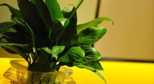 a green plant in a glass vase on a table at Xian Elegant Oriental Hotel in Xi'an